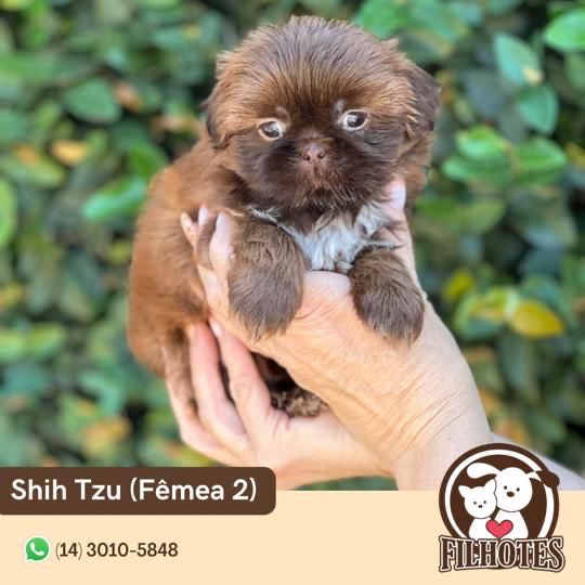 Shih tzu fêmeas chocolate - Filhotes Bauru e Região